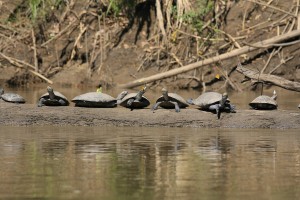 42. Yellow-spotted side-necked turtles on a log og the Manu River