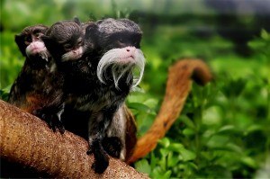 52. The emperor tamarin, one of the smaller Neotropical mokey species