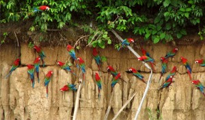 83. Red-and-green macaws at the Blanquillo clay lick