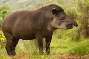 Tapir1-640x426