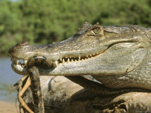 a-spectacled-caiman-eats-an-anaconda-in-venezuela
