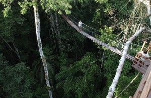 canopy inkatera