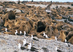 lobos_marinos_paracas_0