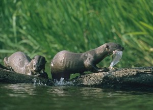 Giant Otters 