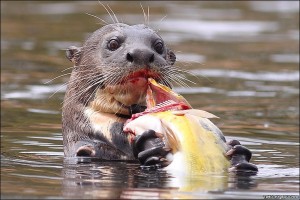 otter