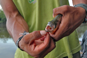 Ecuador-Cuyabeno-National-Park-Amazon-White-Pirhana-L