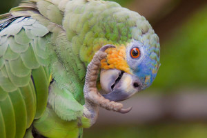 queen-violeta-parrot