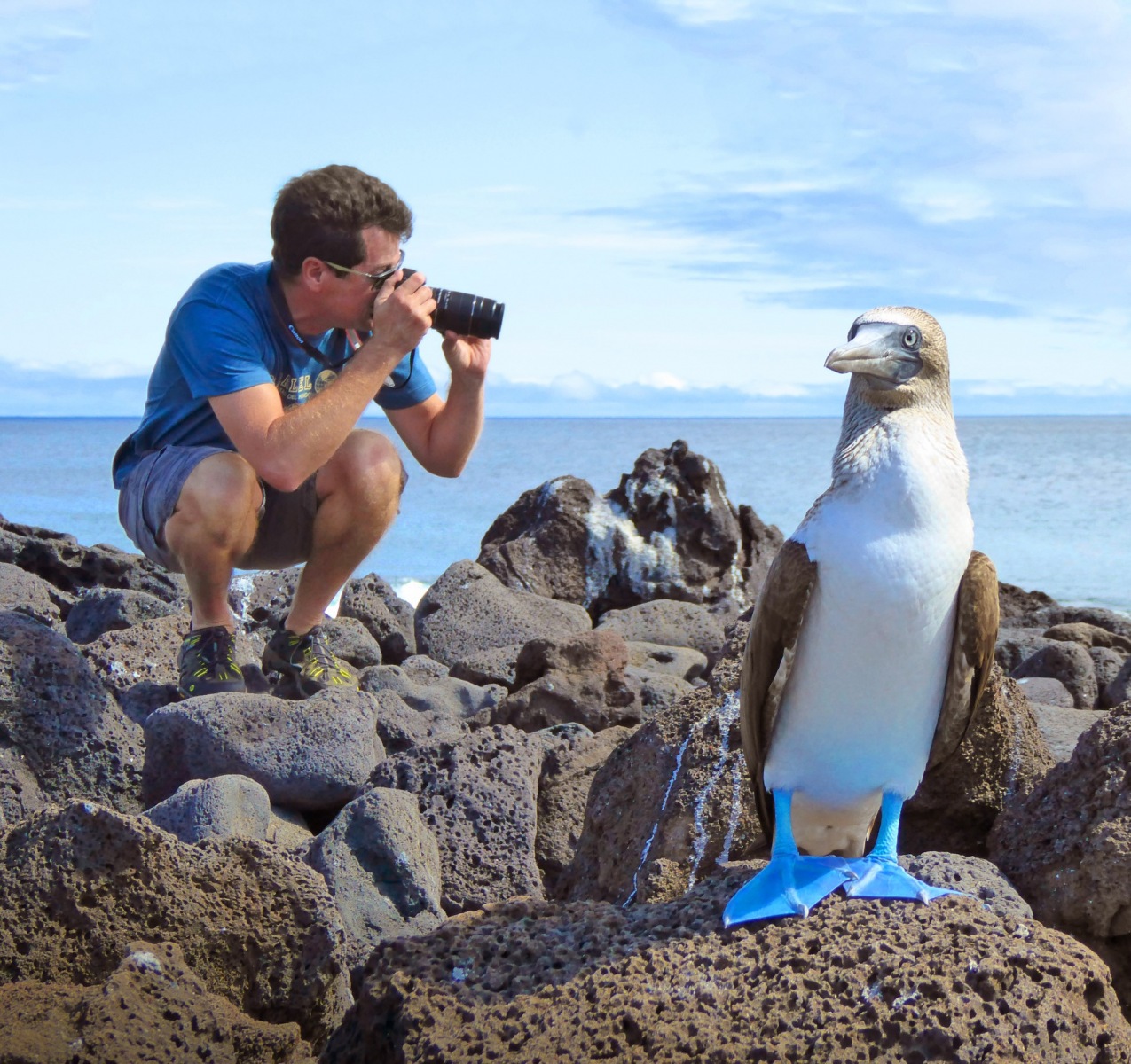 Blue-footed-boobie
