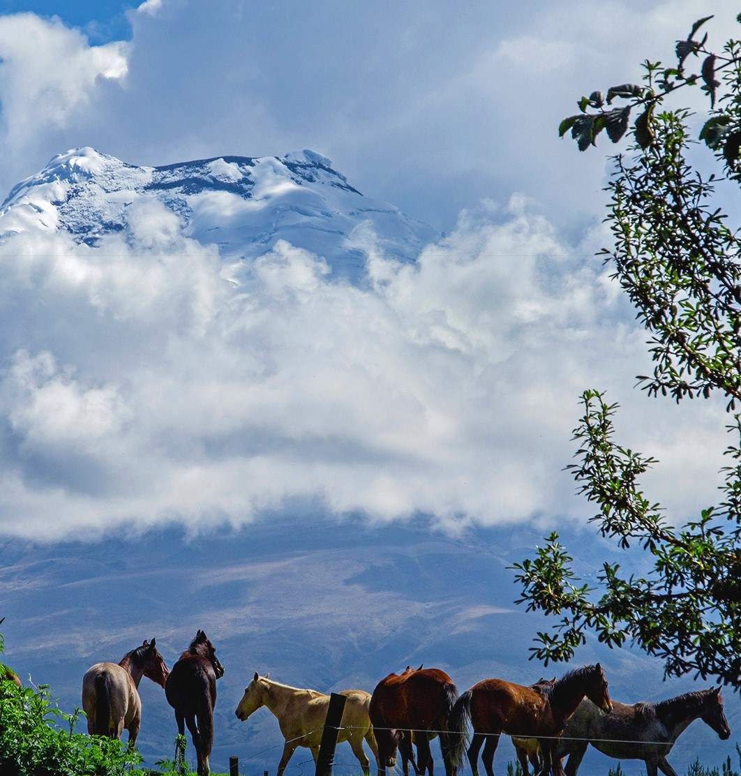 Wilde-paarden-in-de-Andes