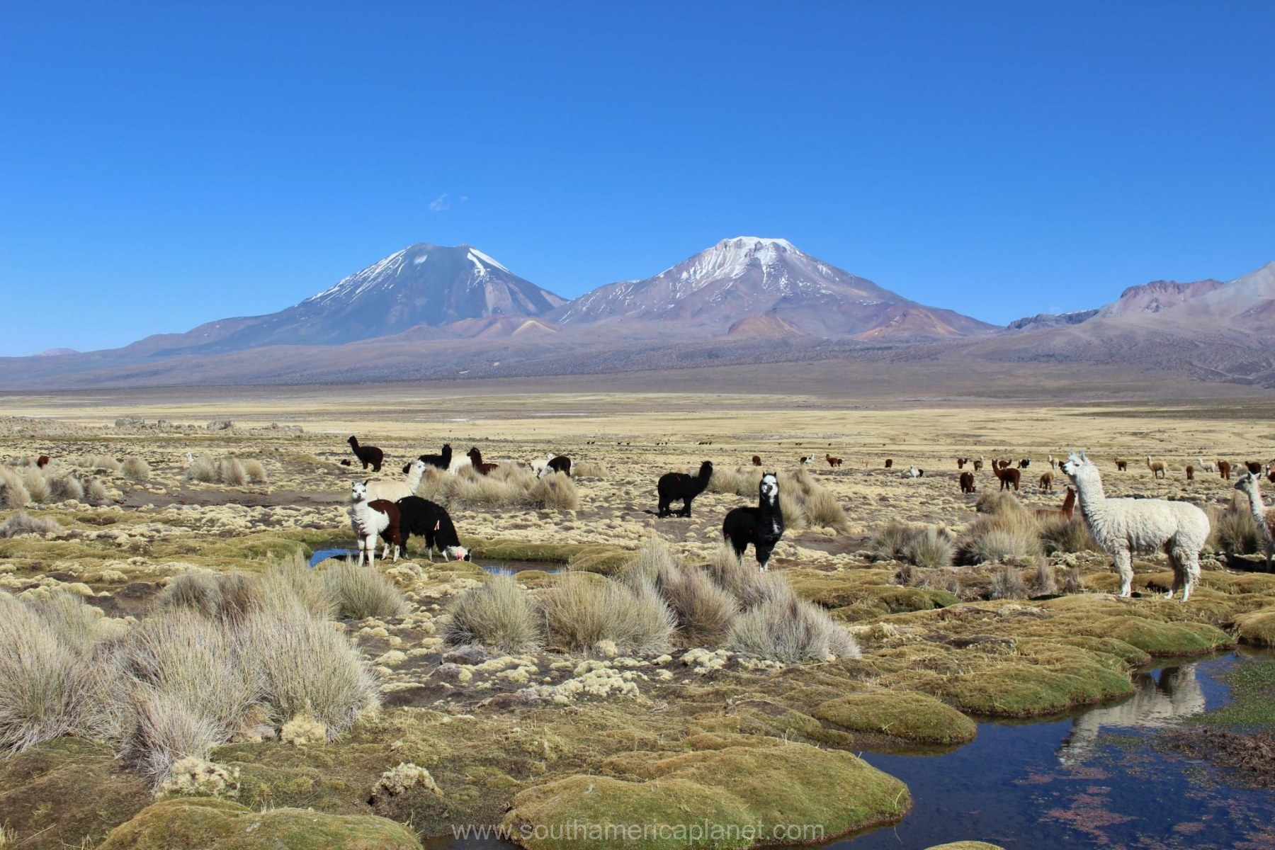 sajama-national-park-bolivia