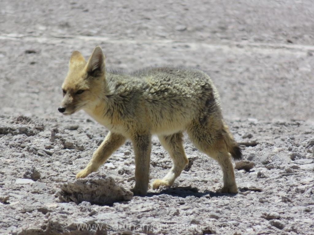 fox bolivia