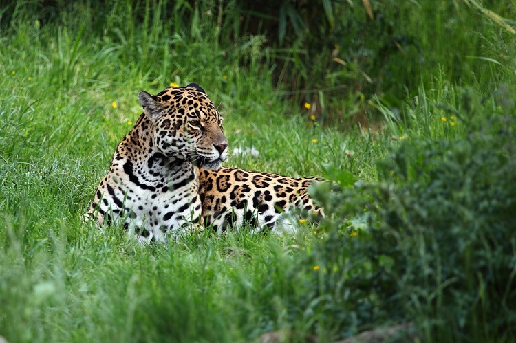 Kaa Iya National Park 4 or 5 days South America Planet